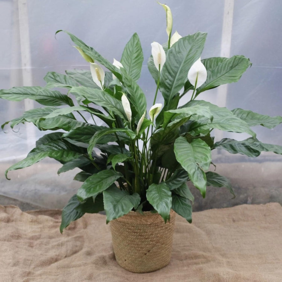 Peace Lily Plant with White Blooms, Well Rooted Peace Lily House Plant, White Flower 4-6 Inches Tall, No Pot