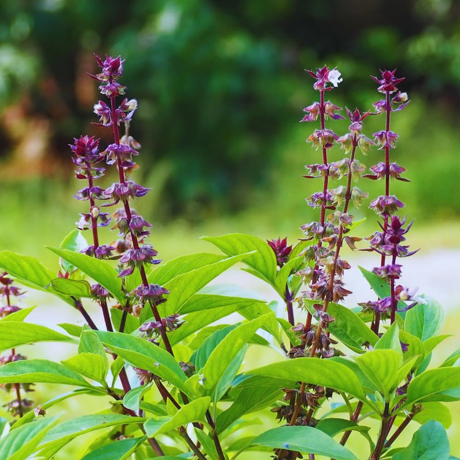 12 Plants of Basil Plants, Live Basil Plants for Garden Indoors Outdoors, 5-6'' Tall Size Plant