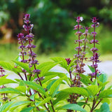 12 Plants of Basil Plants, Live Basil Plants for Growing Indoors Outdoors, 5-6'' Long Size Plant, Ready to Plant