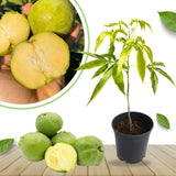 White Sapote Tree Live Plant, 1.5 Feet Tall in 1 Gallon Pot, Tropical Fruit Tree to Grow Outdoor