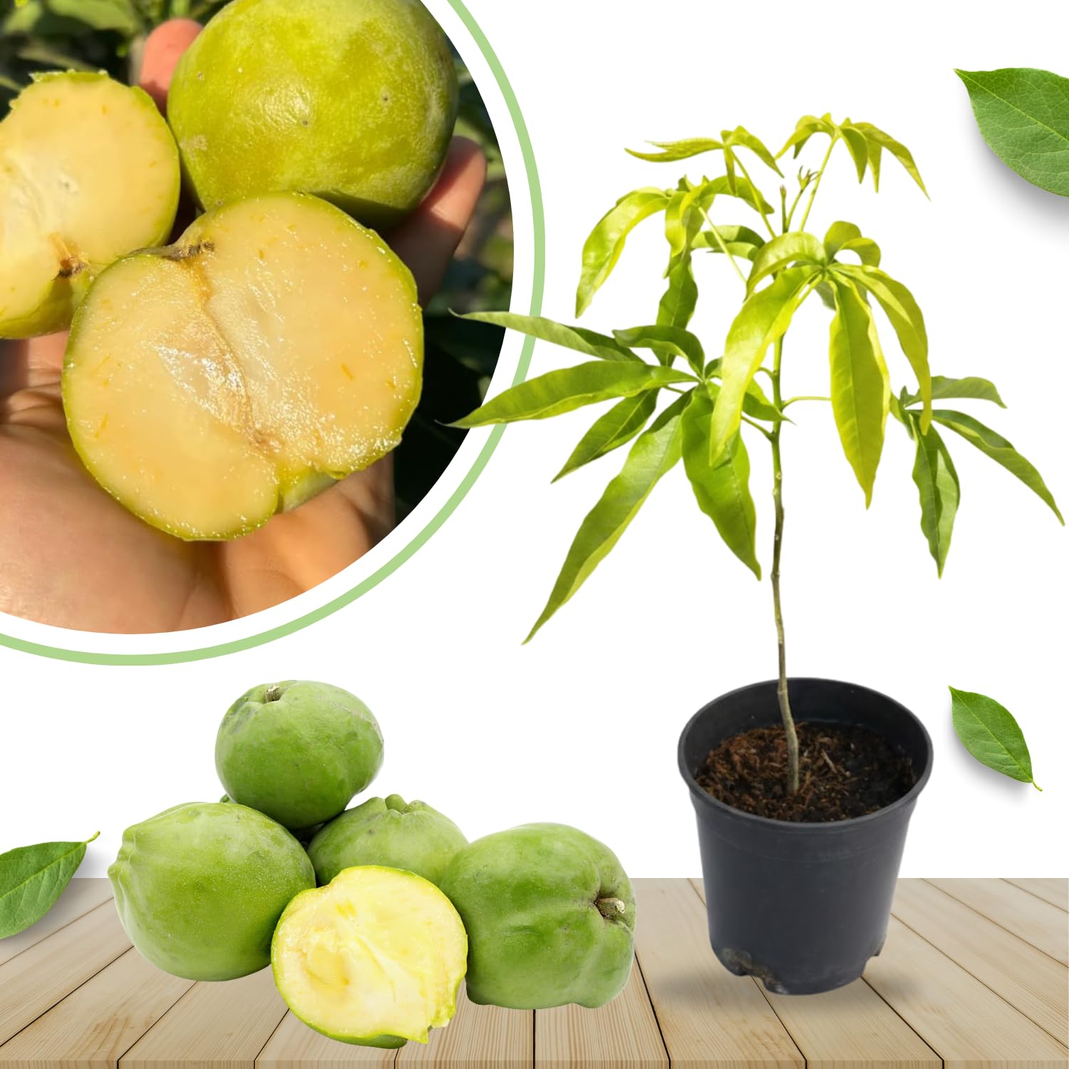 White Sapote Tree Live Plant, 1.5 Feet Tall in 1 Gallon Pot, Tropical Fruit Tree to Grow Outdoor