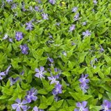 Set 24 of Periwinkle Plants Live, Vinca Plants Live, Vinca Ground Cover Vine Bare Roots from 6 Inc Tall