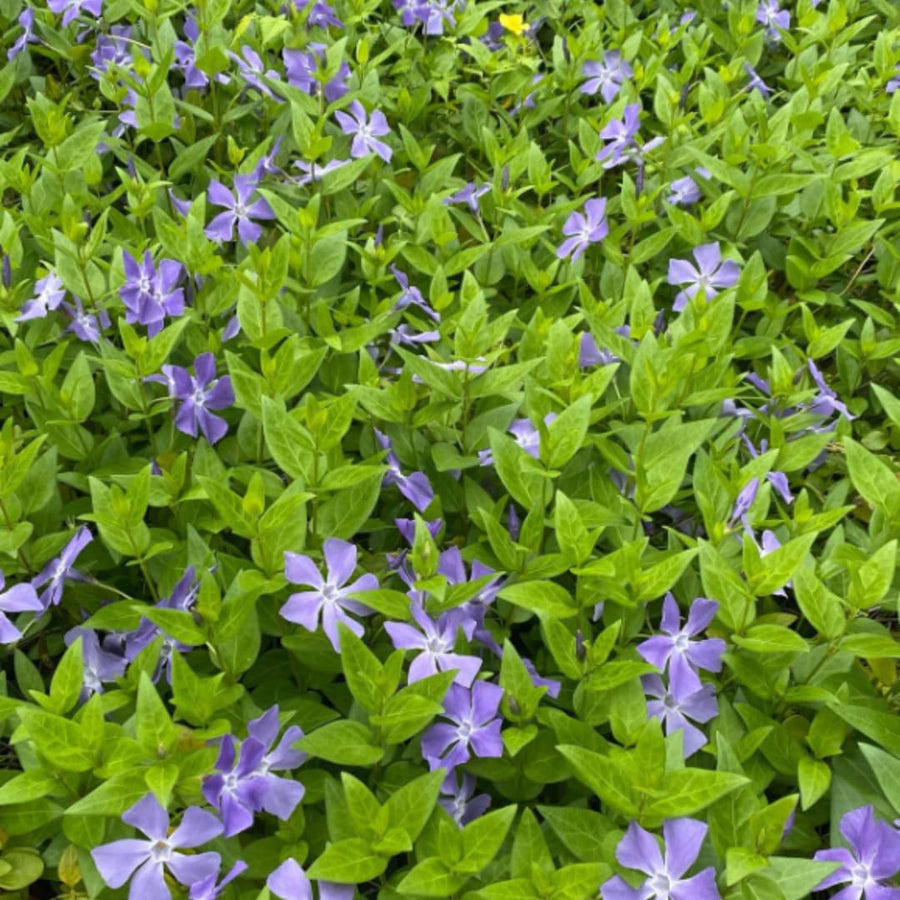 Set 24 of Periwinkle Plants Live, Vinca Plants Live, Vinca Ground Cover Vine Bare Roots from 6 Inc Tall
