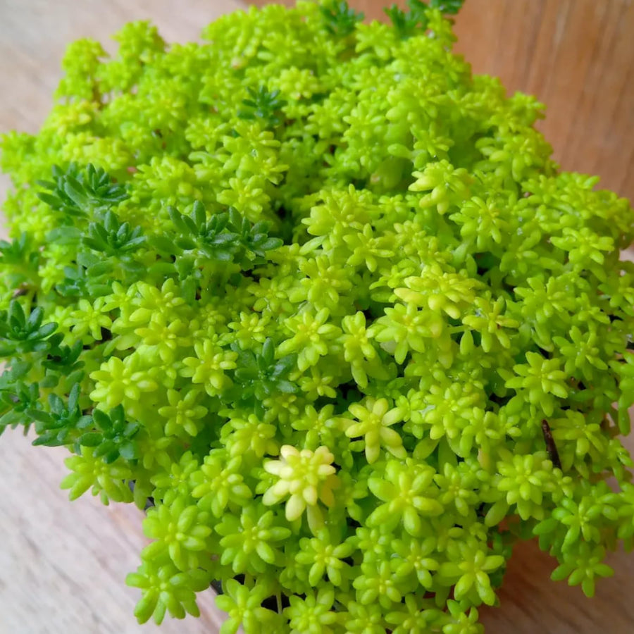Sedum Plant Live, Small Sedum Succulent Plant, Succulent Live Plant Sedum in 6 Inches Pot for Planting in Garden