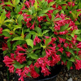 Red Weigela Plant in Quart Pot, Weigela Live Plant, Live Shrub for Outdoor Garden, Spring Blooming Flower Bush
