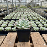 Blue Green Echeveria Live Plant, Echeveria Succulent Plant in 4 Inch Pot, Easy Care Succulent for Indoor Outdoor Houseplant