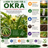 2 Green Okra Plants Live for Planting, Vegetable Plant, 4-8 Inches Tall, High Yield Garden Okra for Beds, Containers, Patio