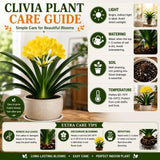 Yellow Clivia Live Plant in 6 Inch Pot - 6-8" Tropical Flowering Houseplant, Perennial Clivia Flower Plant for Indoor Outdoor Planting