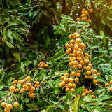 Longan Tree Live Plant, Sweet Tropical Fruit Tree Starter 4-7 Inch, Outdoor and Container Growing