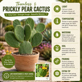 Prickly Pear Cactus Plant Live, Thornless Prickly Pear Plant, 4-6 Inc Tall, Hardy Succulent for Container, Patio or Landscape