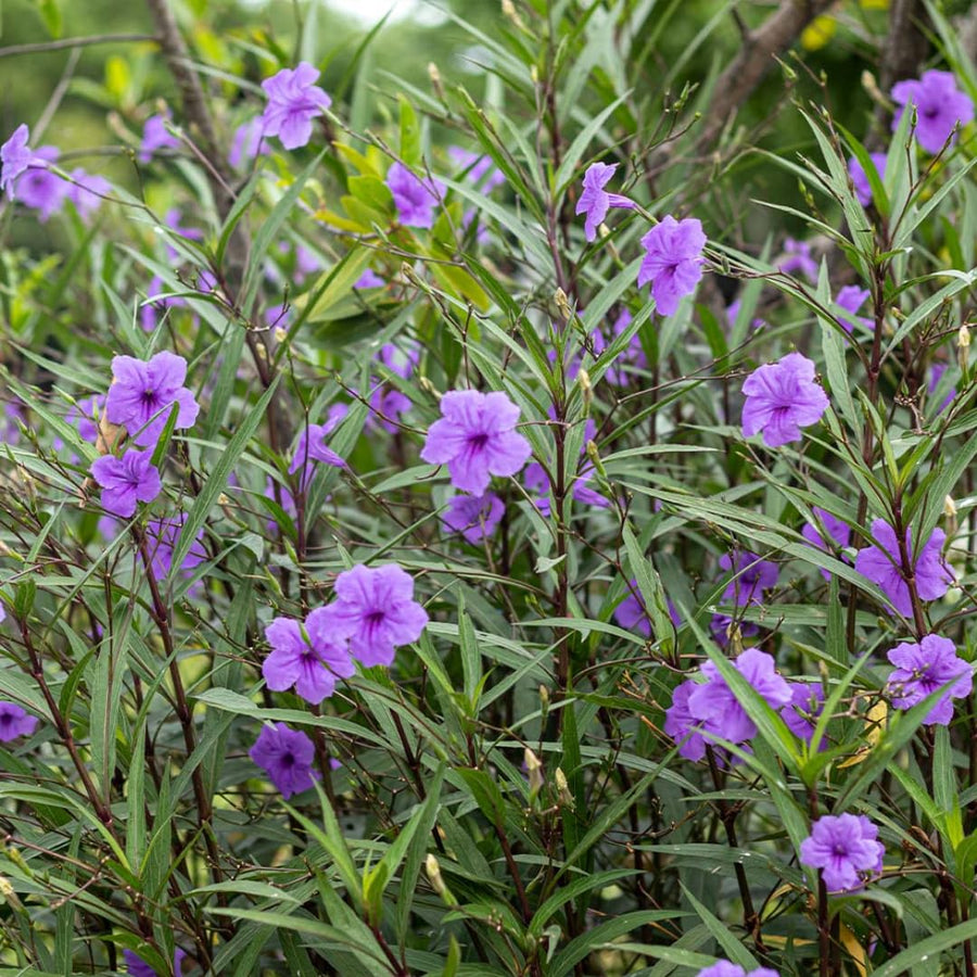 2 Mexican Petunias Live Plants - Petunia Plants Live, Live Petunia Plants Outdoor - Zone 8 to 11, Size 4 to 7 Inch Tall, Purple