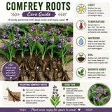 Set of 15 Bocking 14 Comfrey Live Root Cuttings, Comfrey Starter Roots, Hardy Perennial Herb for Home Gardens and Outdoor Planting