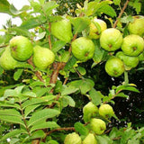 Guava Plant Live, White Guava Tree Live Plant in 4 Inc Potted, Easy Tropical Fruit for Gardens