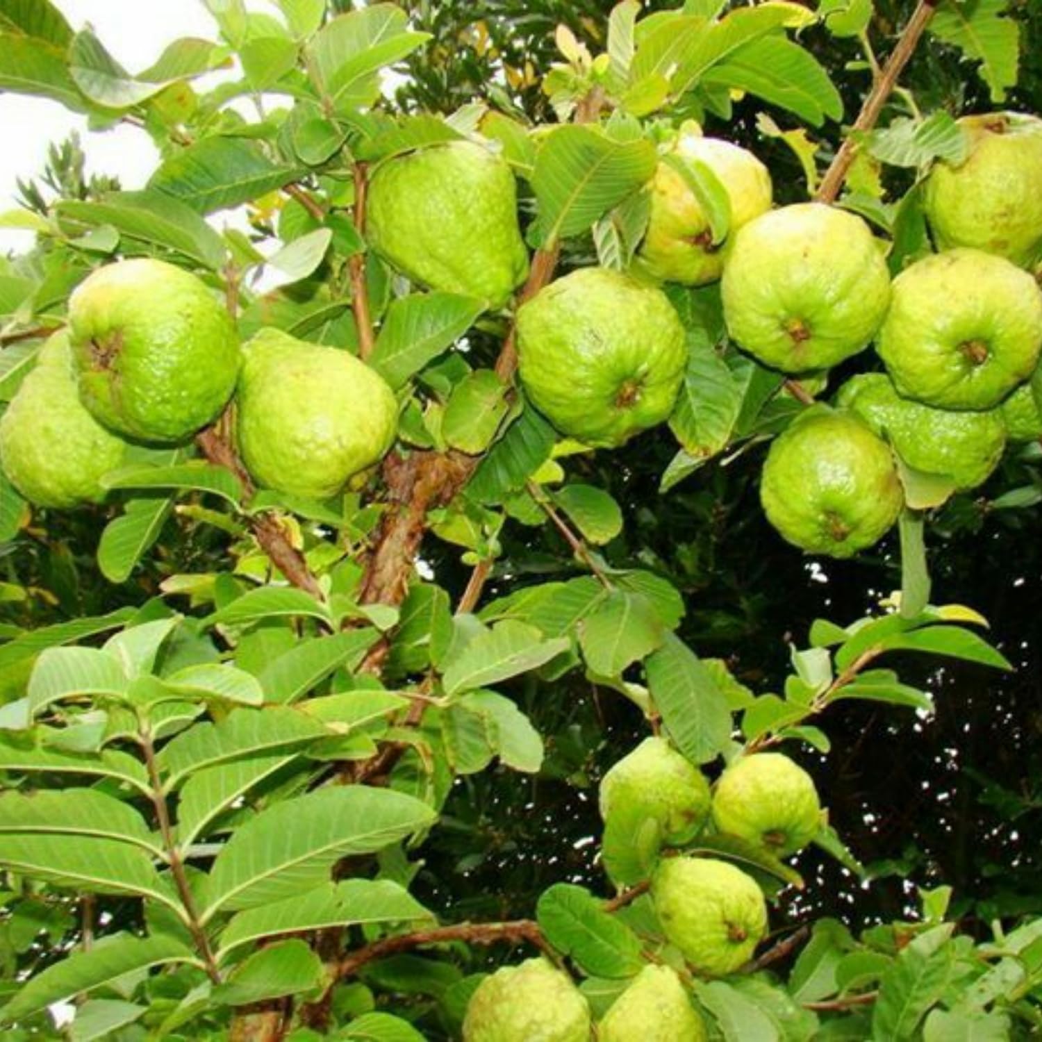 Guava Plant Live, White Guava Tree Live Plant in 4 Inc Potted, Easy Tropical Fruit for Gardens