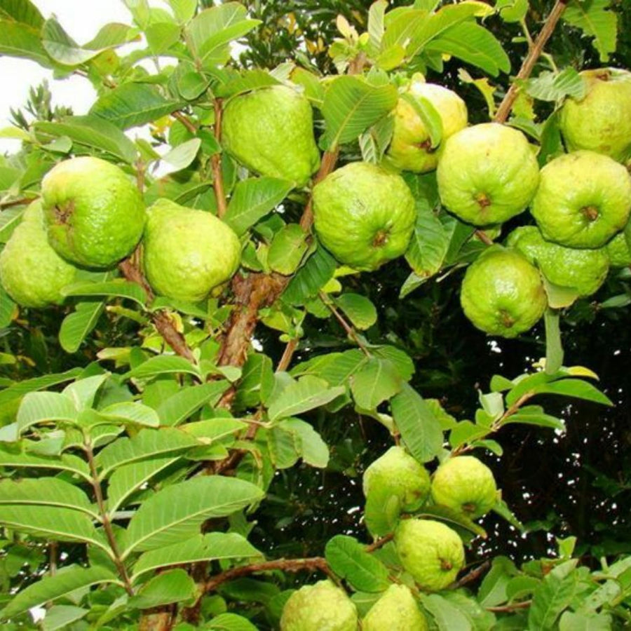 Guava Plant Live, White Guava Tree Live Plant in 4 Inc Potted, Easy Tropical Fruit for Gardens
