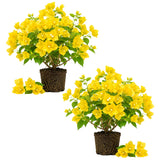 2 Trailing Bougainvillea Plants Live, Hardy Flowering Bougainvillea Plants for Hanging Basket, Container Growing, 4-8 Inches Tall (Golden)
