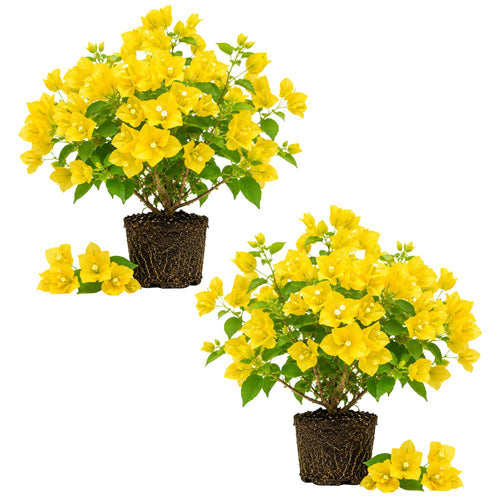 2 Trailing Bougainvillea Plants Live, Hardy Flowering Bougainvillea Plants for Hanging Basket, Container Growing, 4-8 Inches Tall (Golden)