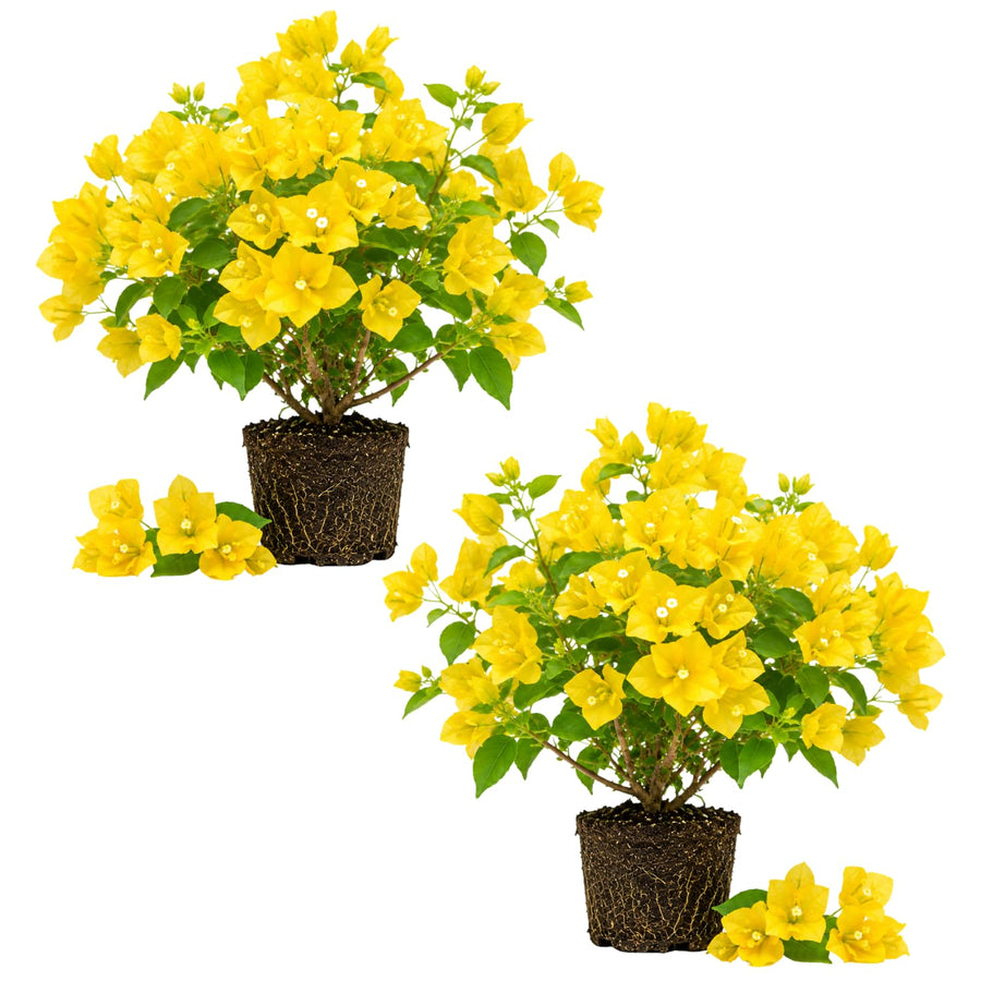 2 Trailing Bougainvillea Plants Live, Hardy Flowering Bougainvillea Plants for Hanging Basket, Container Growing, 4-8 Inches Tall (Golden)