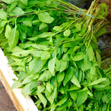 12 Plants of Basil Plants, Live Basil Plants for Growing Indoors Outdoors, 5-6'' Long Size Plant, Ready to Plant