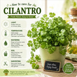 Live Cilantro Plant in 3.5 Inch Pot, Green Cilantro Herb Plant, Culinary Herb for Indoor Herb Gardens and Outdoor Planting