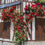 Climber Rose Plant Live - Climbing Rose - Come Bare Root with Soil, No Leaves, 5 to 7 Inches (Don Juan)