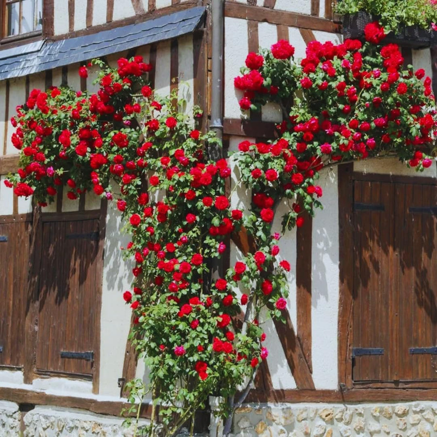 Climber Rose Plant Live - Climbing Rose - Come Bare Root with Soil, No Leaves, 5 to 7 Inches (Don Juan)
