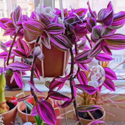 Pink Wandering Jew Live Plant, Tradescantia Nanouk Wandering Jew Plant Live, Succulent Plant Live for Growing Hanging Basket Plant, 4 Inc Pot