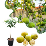 Live White Sapote Fruit Tree, Tropical Sapote Plant, 1.5 Feet Tall in a 1 Gallon Pot for Growing