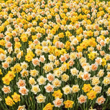 Pack of 10 Daffodil Bulbs, Mixed Daffodils, Hardy Spring Flower Bulbs for Outdoor Garden