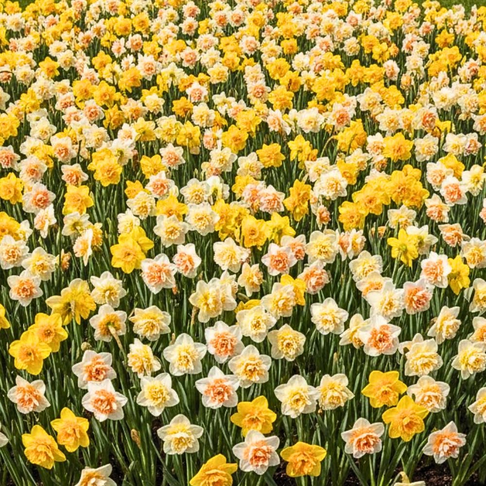 Pack of 10 Daffodil Bulbs, Mixed Daffodils, Hardy Spring Flower Bulbs for Outdoor Garden