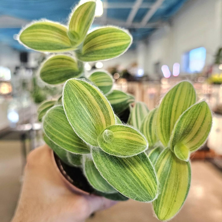 Tradescantia Velvet Live Plant in 3.5'' Pot, Wandering Jew Trailing Houseplant, Decorative Indoor Foliage Plant