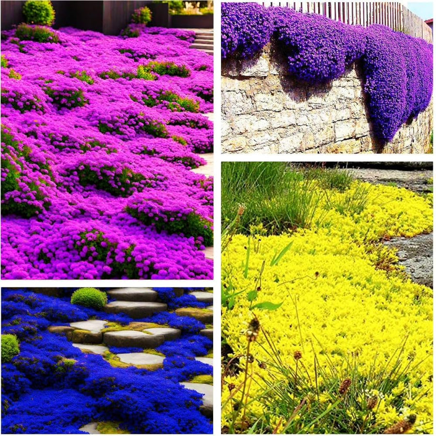 35000 Dwarf Creeping Thyme Seeds for Planting, Year-Round Ground Cover Thyme Seeds for Garden Borders and Rock Gardens