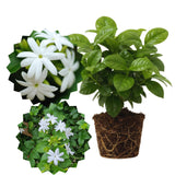 3 White Jasmine Plants Live, Live Jasmine Plants, Jasmine Live Plants, 4'' to 6'' in Height, Outdoor Indoor Growing Gardening