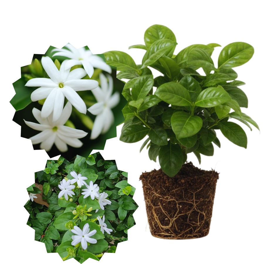3 White Jasmine Plants Live, Live Jasmine Plants, Jasmine Live Plants, 4'' to 6'' in Height, Outdoor Indoor Growing Gardening