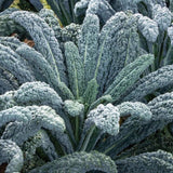 Live Blue Kale Plant, Edible Kale Vegetable, 6-8 Inches Tall, Starter Plant for Garden or Containers