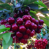 2 Black Cherry Trees Live Plants, Sweet Cherry Plants Live Fruit Tree, Bareroots Dormant 12-18 Inch Height, Wild Black Cherry Seedling for Planting Home Garden