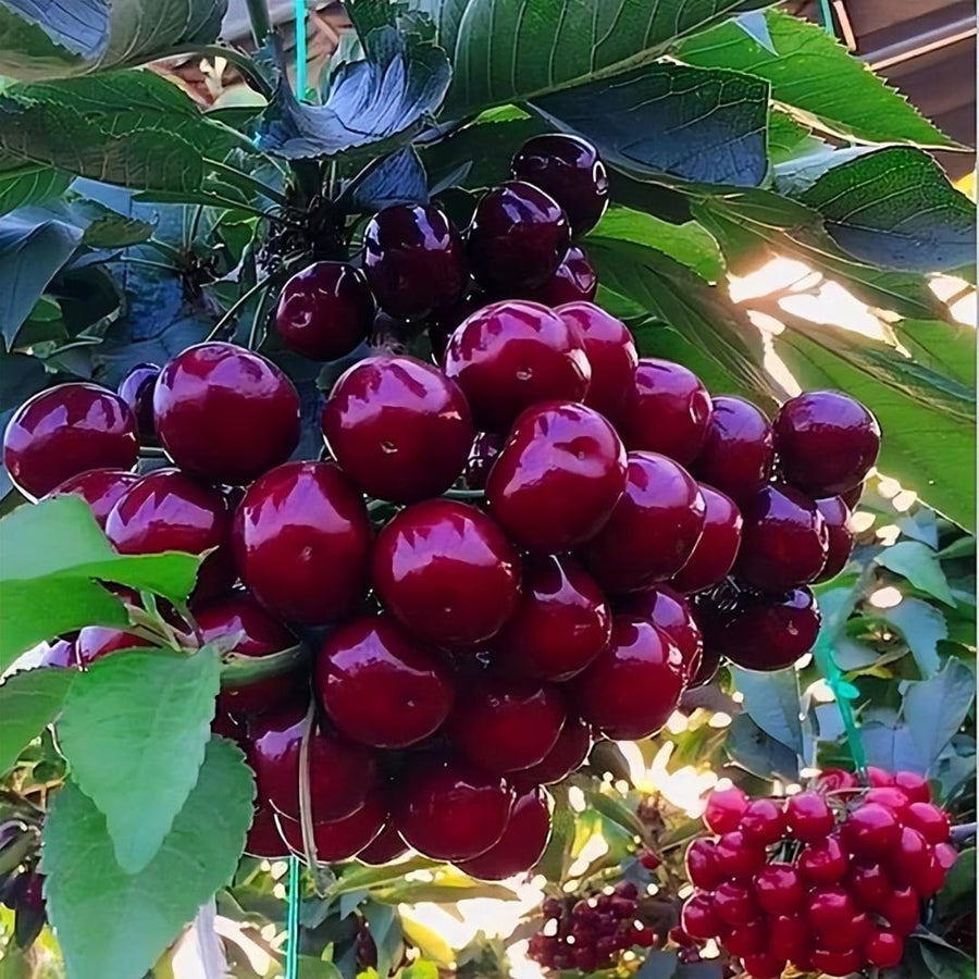 2 Black Cherry Trees Live Plants for Planting, Sweet Cherry Plants Live Fruits Trees, Bareroots Dormant 1-1.5 Feet Tall, Wild Black Cherry Seedlings