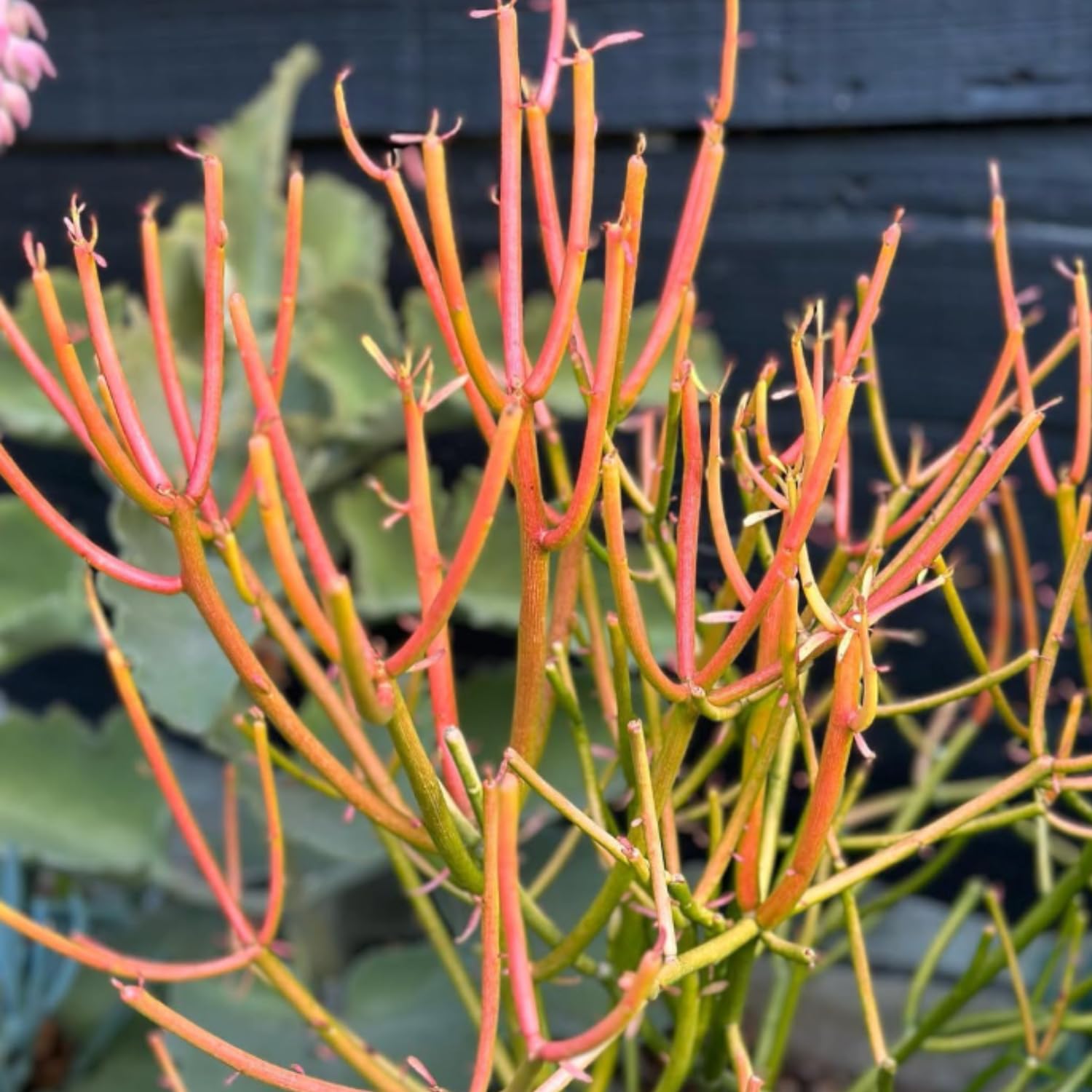 Small Euphorbia Pencil Cutting Live, Cactus Succulent Cutting Plant Live, Indoor Outdoor Landscape