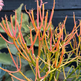 Small Euphorbia Pencil Cutting Live, Cactus Succulent Cutting Plant Live, Indoor Outdoor Landscape