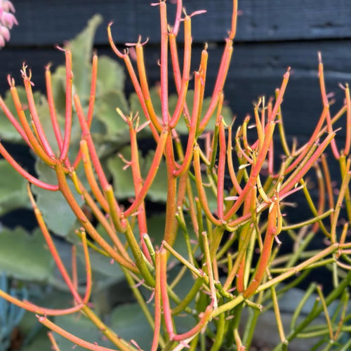 Small Euphorbia Pencil Cutting Live, Cactus Succulent Cutting Plant Live, Indoor Outdoor Landscape