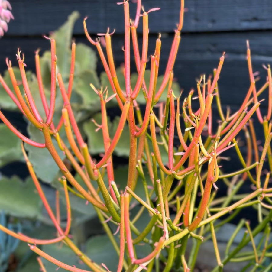 Small Euphorbia Pencil Cutting Live, Cactus Succulent Cutting Plant Live, Indoor Outdoor Landscape