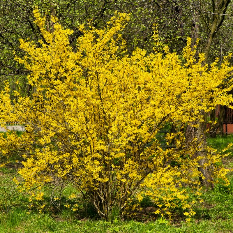 Forsythia Live Plant, Lynwood Gold Forsythia Plants in 4" Pot, 6-12 Inch Tall Live Plants for Outdoor Growing