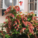 2 Live Red Shrimp Plants, 4 to 6 Inc Tall, Shrimp Plants Live for Planting Outdoor Indoor
