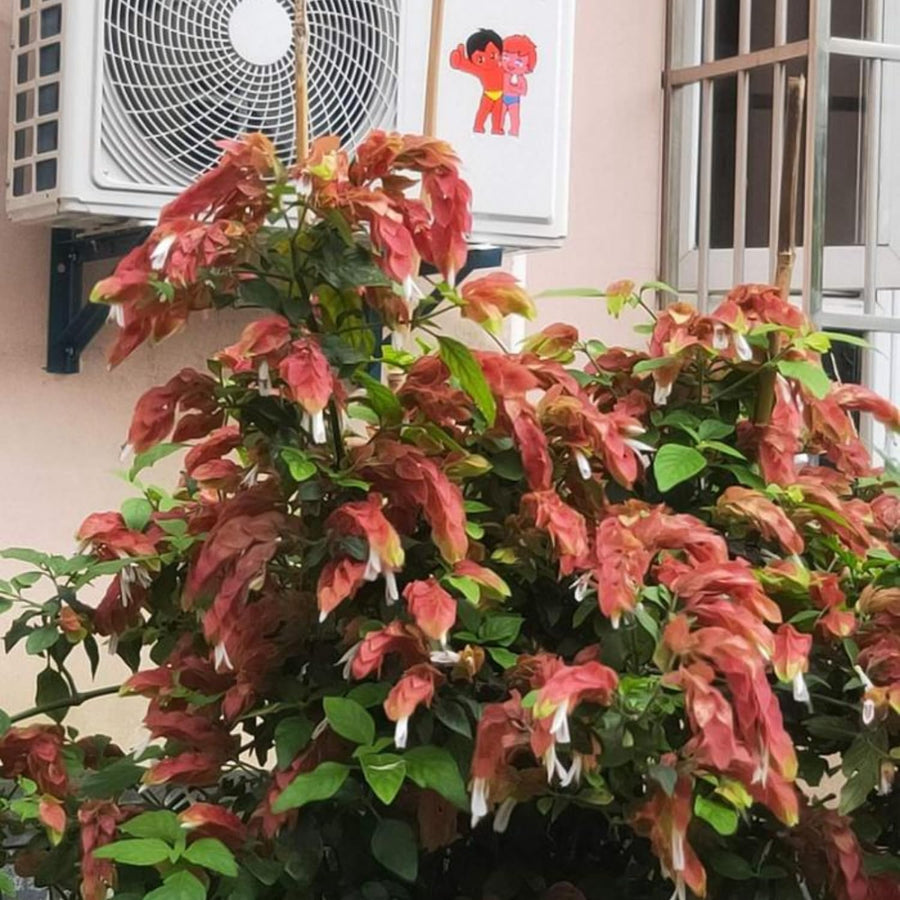 2 Live Red Shrimp Plants, 4 to 6 Inc Tall, Shrimp Plants Live for Planting Outdoor Indoor