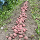 Red Potato Seeds for Planting, Seed Potatoes for Planting, 2 Pounds, Heirloom, Vegetable Plants Growing Easy to Plant, Potato Tuber Bulbs