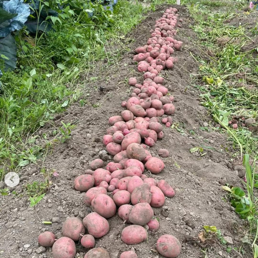 Red Potato Seeds for Planting, Seed Potatoes for Planting, 2 Pounds, Heirloom, Vegetable Plants Growing Easy to Plant, Potato Tuber Bulbs