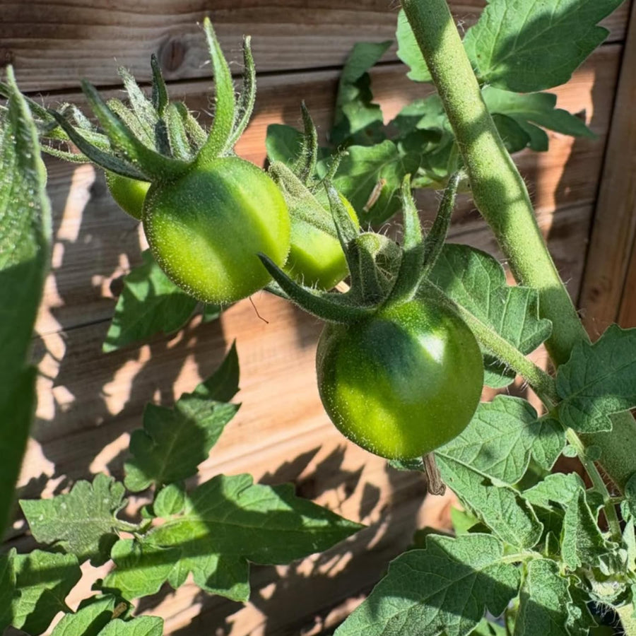 Tomato Plant Live, Tomato Cherry Red Plant 8-10'' Height, 4 Inches Pot, Vegetable Plant for Outdoor Garden
