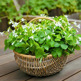 Live Green Oxalis Shamrock, Oxalis Triangularis Plant, 4 Inch Pot, Well Rooted, Ready for Planting