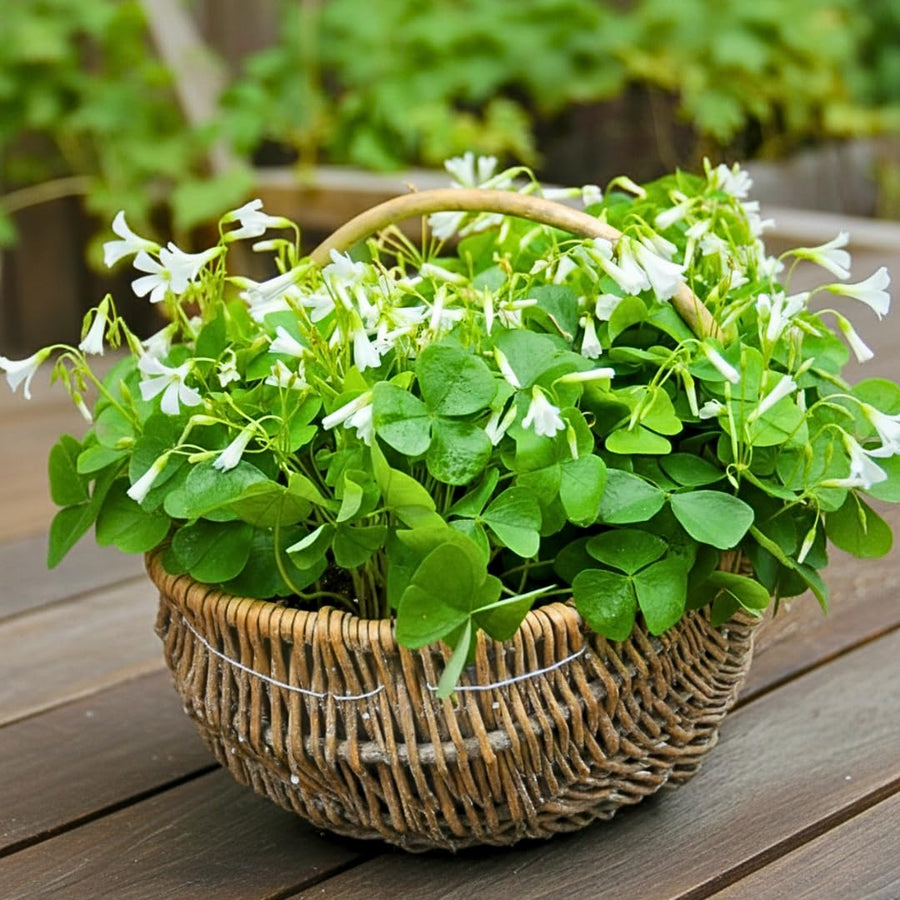 Live Green Oxalis Shamrock, Oxalis Triangularis Plant, 4 Inch Pot, Well Rooted, Ready for Planting