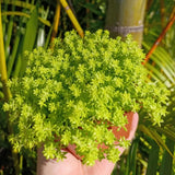 Sedum Plant Live, Small Sedum Succulent Plant, Succulent Live Plant Sedum in 6 Inches Pot for Planting in Garden